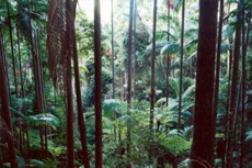 Colon (Cristobal) Rainforest Aerial Tram Tour cruise excursion